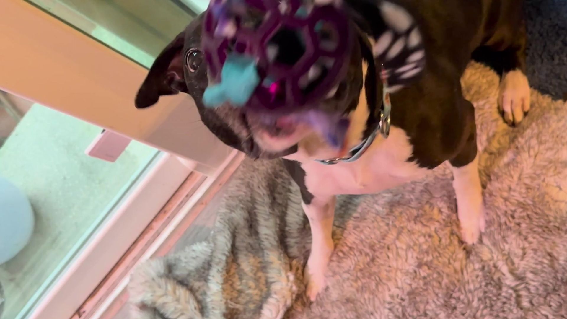 A dog enthusiastically holds a hex ball toy adorned with colorful fleece strips, standing on a soft rug near a window.